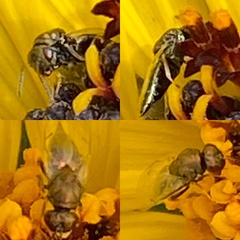 Pteromalini