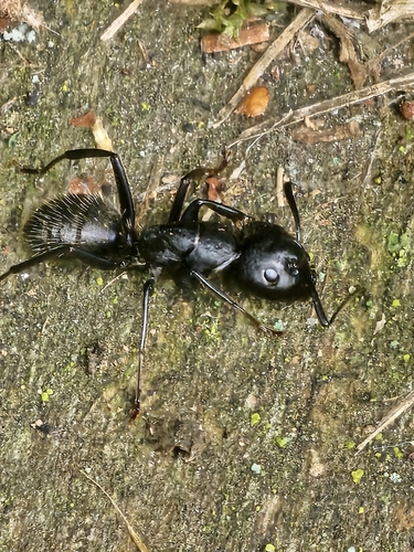 Hairy Carpenter Ant