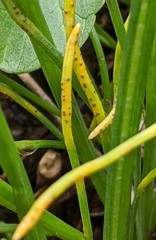 Puccinia liliacearum