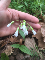 Cardamine dissecta