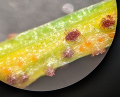 Puccinia liliacearum