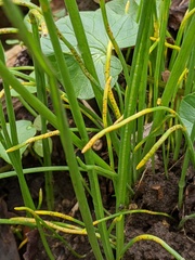 Puccinia liliacearum