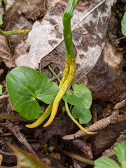 Puccinia liliacearum