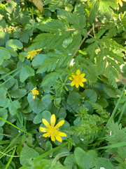 Ficaria verna