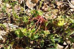 Claytonia rubra