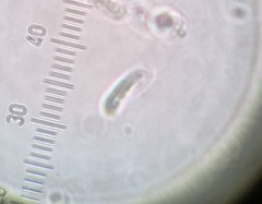 Ceriporia purpurea