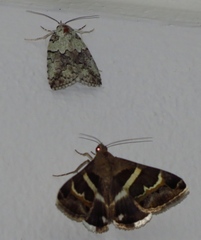 Blenina squamifera