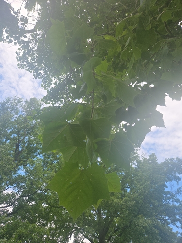American sycamore
