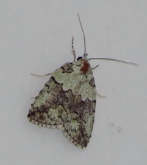 Blenina squamifera