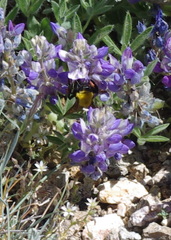 Bombus morrisoni