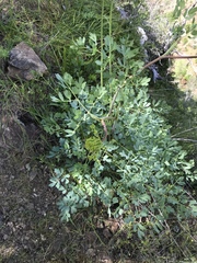 Lomatium californicum