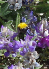 Bombus morrisoni