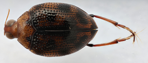 Peltodytes oppositus
