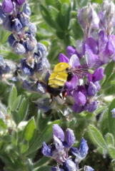 Bombus morrisoni