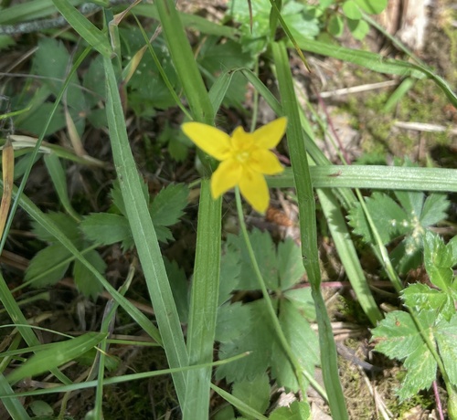Yellow Star Grass