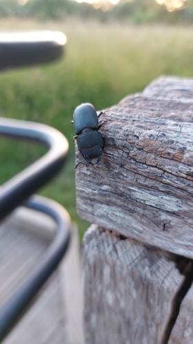 Lesser Stag Beetle