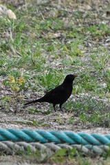 Turdus merula