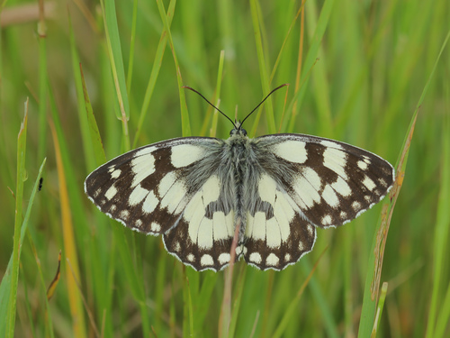 Marbled White