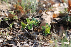 Euphorbia petrophila