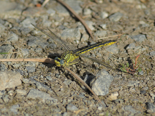 Western Clubtail