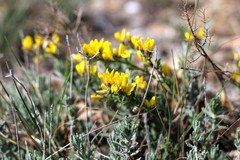 Genista albida