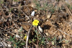 Helianthemum oelandicum orientale