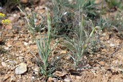 Pseudopodospermum molle