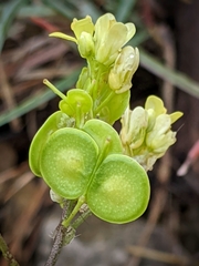 Biscutella laevigata