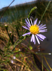 Symphyotrichum lentum