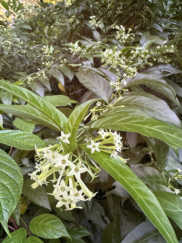 Cestrum, 2026-06-13