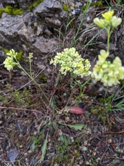 Biscutella laevigata