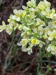 Biscutella laevigata