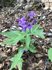 Cardamine pentaphyllos