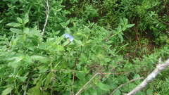 Commelina erecta