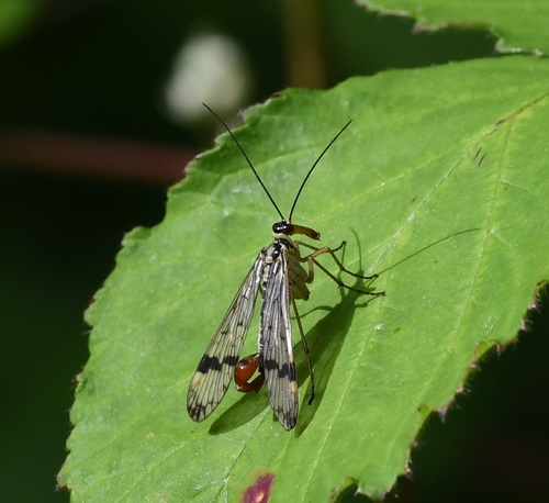 Common scorpionfly