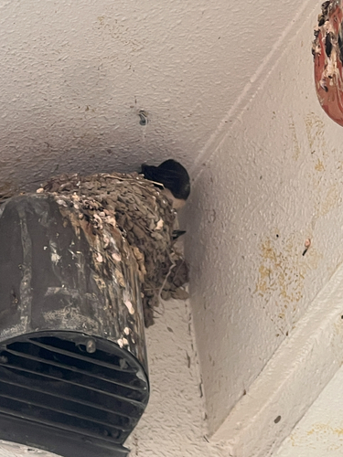 Barn Swallow