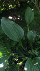Arnoglossum plantagineum