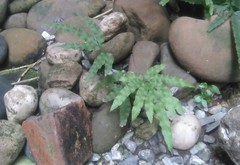 Pteris dispar