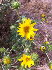 Grindelia camporum