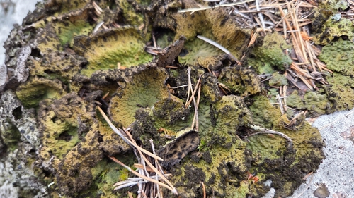 Lasallia pustulata