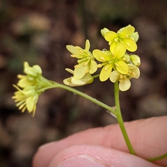 Biscutella laevigata