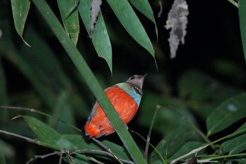 Philippine Pitta (Erythropitta erythrogaster), photo 7