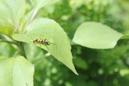 Spotted Longhorn Beetle