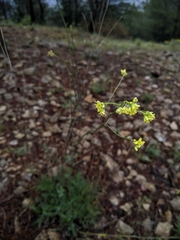 Biscutella laevigata