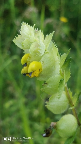 Greater Yellow Rattle
