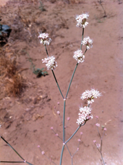 Eriogonum nudum psychicola