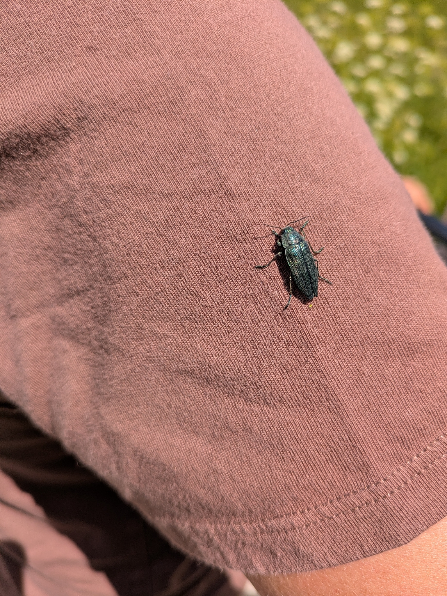 Buprestis rustica