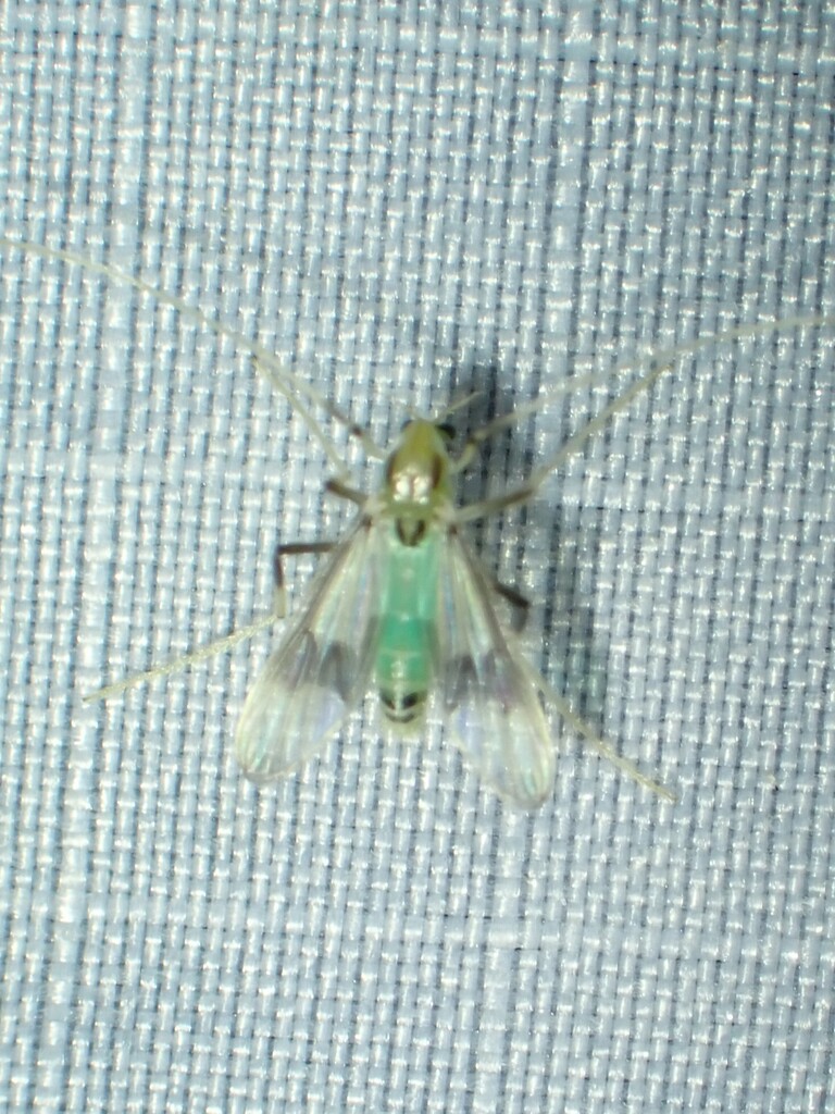 Stenochironomus pulchripennis