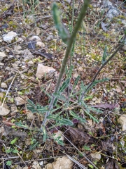 Biscutella laevigata