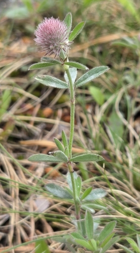 rabbitfoot clover